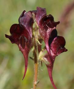 Fotografia da espécie Linaria aeruginea