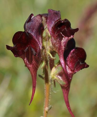 Fotografia de capa Linaria aeruginea subesp. aeruginea - do Jardim Botânico