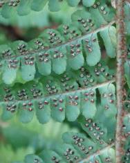 Fotografia da espécie Dryopteris affinis subesp. affinis