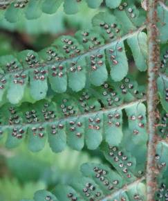 Fotografia da espécie Dryopteris affinis