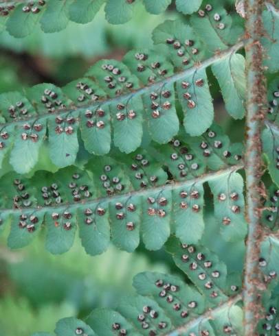 Fotografia de capa Dryopteris affinis subesp. affinis - do Jardim Botânico