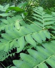 Fotografia da espécie Osmunda regalis