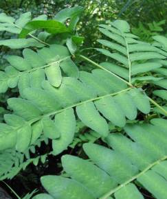 Fotografia da espécie Osmunda regalis