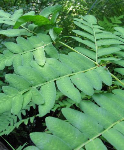 Fotografia de capa Osmunda regalis - do Jardim Botânico