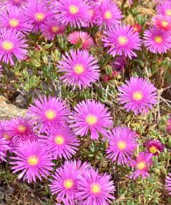 Fotografia da espécie Lampranthus multiradiatus