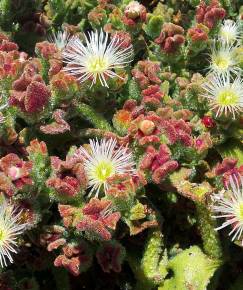 Fotografia da espécie Mesembryanthemum crystallinum