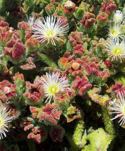 Fotografia de capa Mesembryanthemum crystallinum - do Jardim Botânico