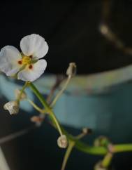 Sagittaria sagittifolia