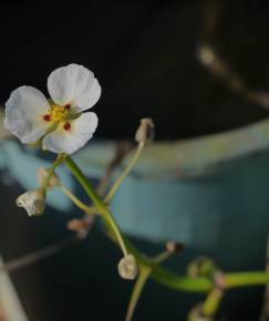 Fotografia da espécie Sagittaria sagittifolia