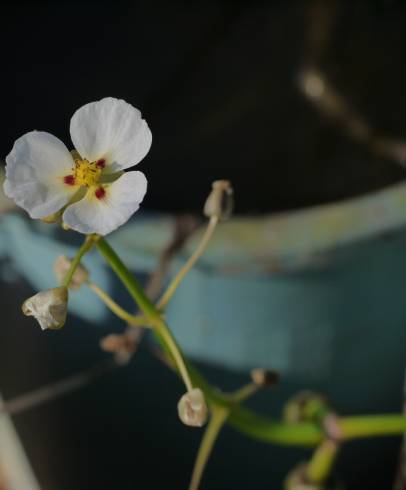 Fotografia de capa Sagittaria sagittifolia - do Jardim Botânico