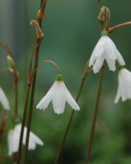 Fotografia da espécie Leucojum autumnale