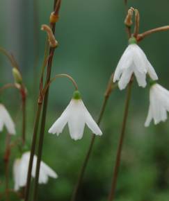 Fotografia da espécie Leucojum autumnale