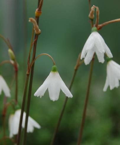 Fotografia de capa Leucojum autumnale - do Jardim Botânico