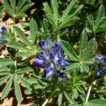 Fotografia 1 da espécie Lupinus micranthus do Jardim Botânico UTAD