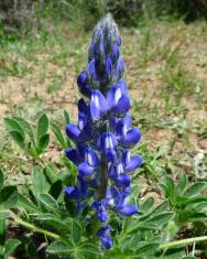 Fotografia da espécie Lupinus micranthus