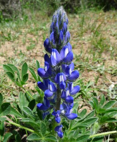 Fotografia de capa Lupinus micranthus - do Jardim Botânico