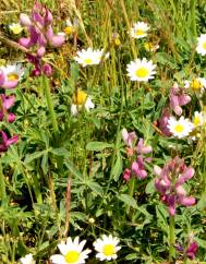 Lupinus hispanicus