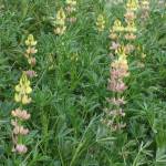 Fotografia 1 da espécie Lupinus gredensis do Jardim Botânico UTAD