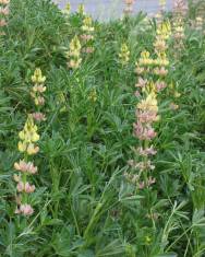 Fotografia da espécie Lupinus gredensis