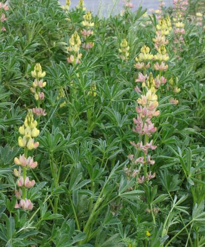 Fotografia de capa Lupinus gredensis - do Jardim Botânico