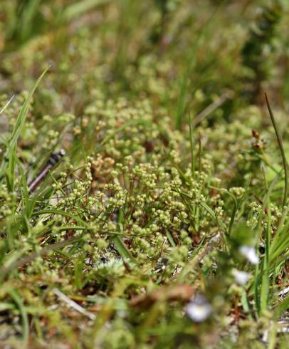 Fotografia de capa Radiola linoides - do Jardim Botânico