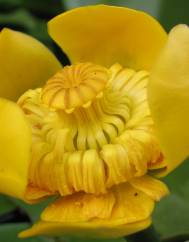 Nuphar luteum subesp. luteum