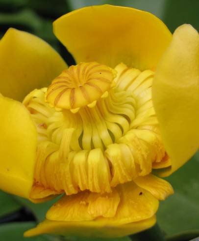 Fotografia de capa Nuphar luteum subesp. luteum - do Jardim Botânico