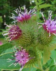 Arctium minus