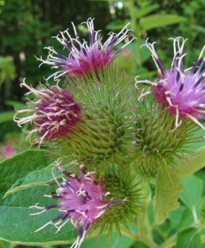 Fotografia de capa Arctium minus - do Jardim Botânico