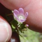 Fotografia 4 da espécie Anagallis tenella do Jardim Botânico UTAD