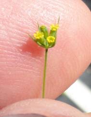 Bupleurum gerardi