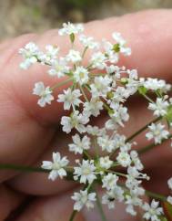 Physospermum cornubiense