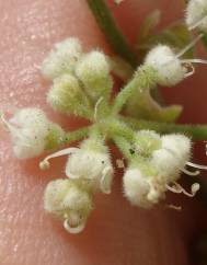 Pimpinella villosa