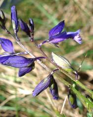 Fotografia da espécie Polygala vulgaris subesp. vulgaris