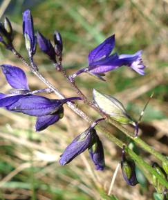 Fotografia da espécie Polygala vulgaris