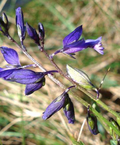 Fotografia de capa Polygala vulgaris subesp. vulgaris - do Jardim Botânico