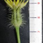 Fotografia 1 da espécie Urospermum picroides do Jardim Botânico UTAD