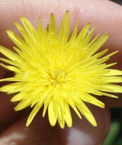 Fotografia da espécie Urospermum picroides