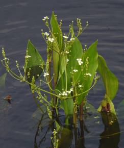 Fotografia da espécie Alisma plantago-aquatica