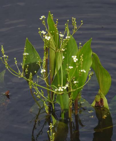 Fotografia de capa Alisma plantago-aquatica - do Jardim Botânico