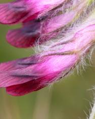 Fotografia da espécie Vicia benghalensis var. benghalensis