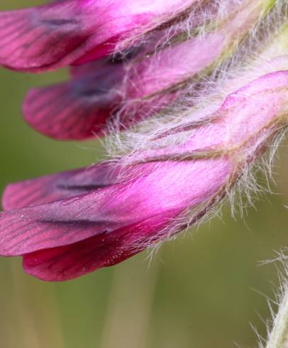 Fotografia de capa Vicia benghalensis var. benghalensis - do Jardim Botânico