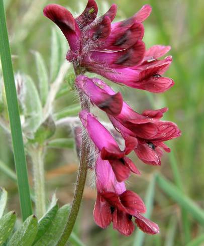 Fotografia de capa Vicia benghalensis var. perennis - do Jardim Botânico