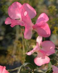 Fotografia da espécie Lathyrus odoratus