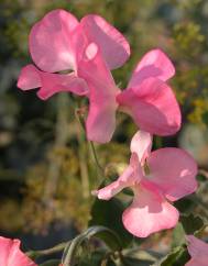 Lathyrus odoratus