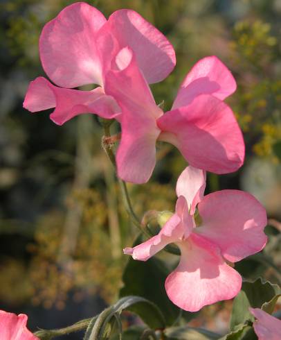 Fotografia de capa Lathyrus odoratus - do Jardim Botânico