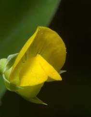 Lathyrus aphaca