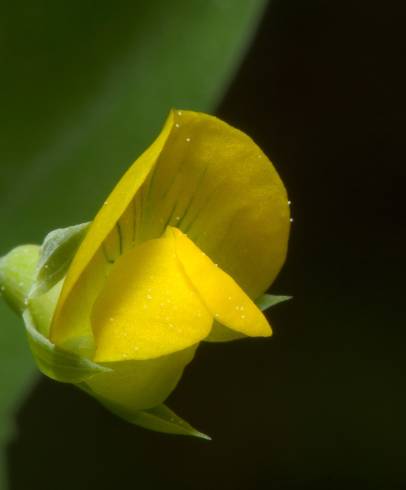 Fotografia de capa Lathyrus aphaca - do Jardim Botânico