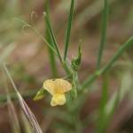 Fotografia 1 da espécie Lathyrus annuus do Jardim Botânico UTAD