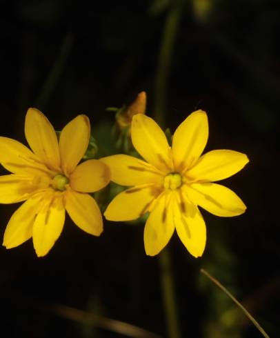 Fotografia de capa Blackstonia perfoliata subesp. perfoliata - do Jardim Botânico